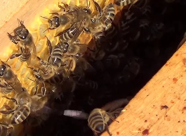 pčele na ramovima